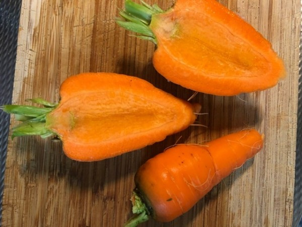 BIO-Samen Möhre, Karotte, Gelbe Rübe 'Ochsenherz'