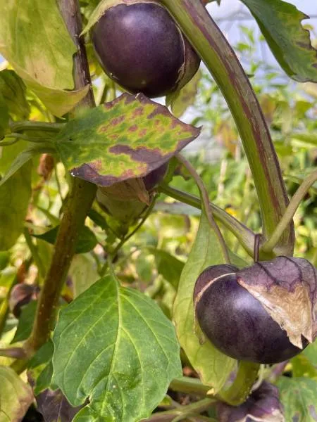 BIO-Saatgut Tomatillo 'Purple'