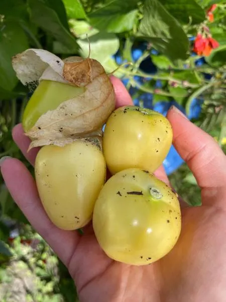 BIO-Saatgut Tomatillo  'Queen of Malinalco'