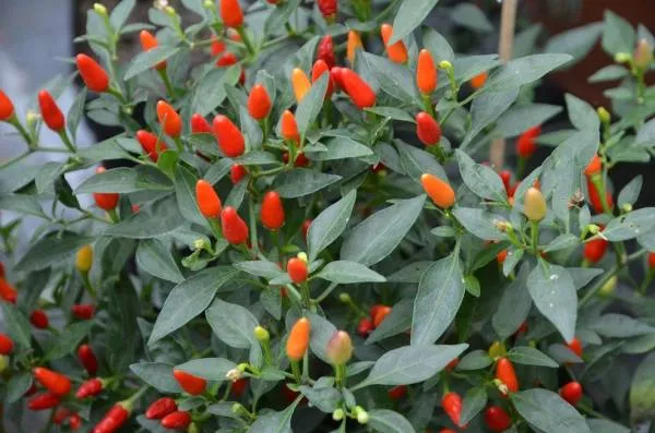 BIO-Saatgut Chili scharf 'African Devil'