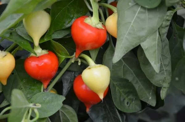 BIO-Saatgut Chili scharf 'Herzchili'