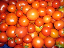 BIO-Samen Tomaten  Sortenmischung Buschtomaten