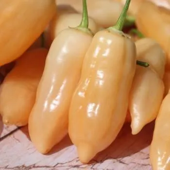 BIO-Gemüsepflanze Chili mittelscharf 'Sugar Rush Peach'