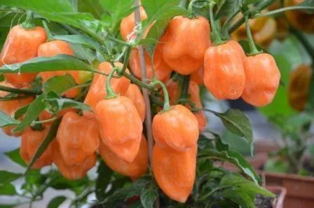BIO-Gemüsepflanze Chili sehr scharf 'Habanero Peach'