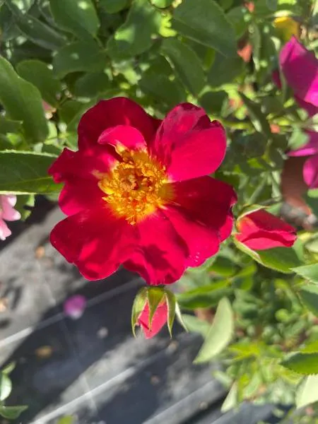 BIO-Rose Bienenrose 'Weg der Sinne®' - Bienenfreund