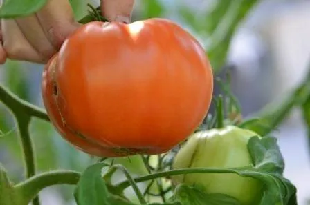 BIO-Tomatenpflanze 'Vivagrande' Freiland-Fleisch-Tomate, Ackertomate