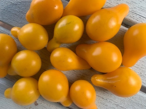 BIO-Tomatenpflanze 'Borghese Vase Roman' Ampeltomate, Hängetomate