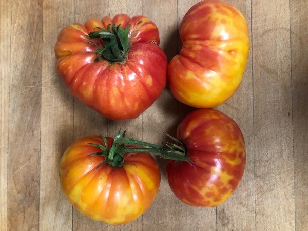 BIO-Tomatenpflanze 'Lucky Cross' Fleischtomate
