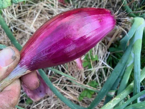Bio-Saatgut Zwiebel rot 'Tropea Lunga'