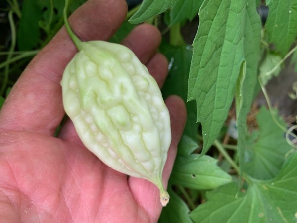 Bio-Saatgut Bittergurke, Bittergourd