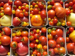 BIO-Samen Tomaten Angebot in 10 verschiedenen Sorten