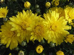 F3 BIO-Blumen Garten-Chrysantheme gelb