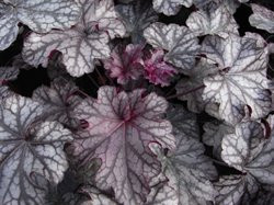 BIO-Blumen Purpurglöckchen Blackberry Jam