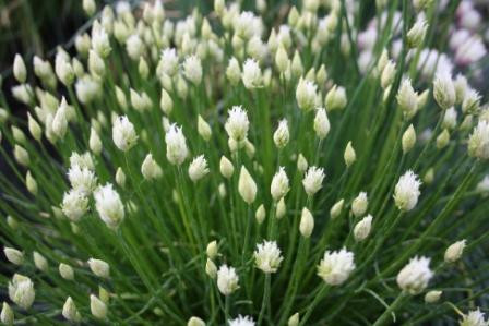 H6 Schnittlauch 'Corsican White'  BIO-Kräuterpflanze
