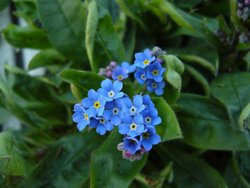 BIO-Blumen Vergissmeinnicht blau