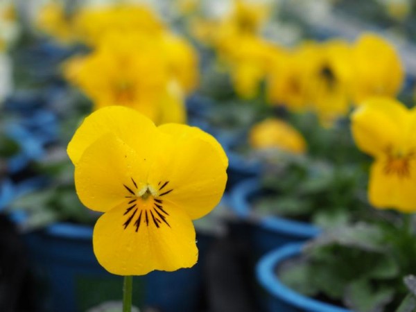 BIO-Blumen Hornveilchen Gelbtöne 8 Stück