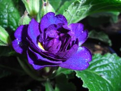 BIO-Blumen Primel Englische- Belarina Cobald Blue gefüllt blau