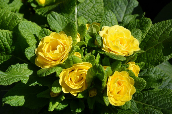 BIO-Blumen Primel Englische- Belarina Buttercup Yellow gefüllt gelb