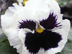 BIO-Blumen Stiefmütterchen weiß   8 Stück