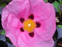 H4 Cistus Purpur-Zistrose rosa BIO-Pflanze