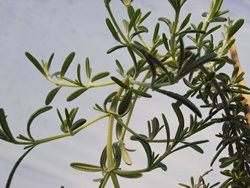 BIO-Rosmarin-Pflanze 'Corsican Blue'