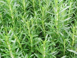 BIO-Rosmarin-Pflanze Cinzango Muro