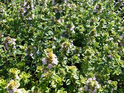H8 Zitronenthymian Gelbbunt BIO-Kräuter-Pflanze