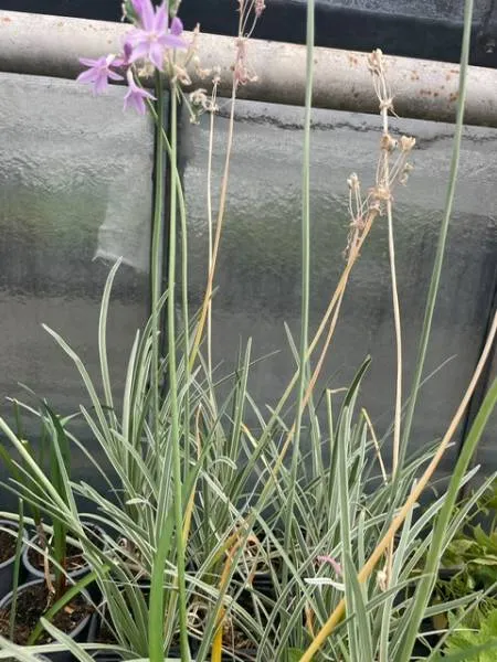 H4 Südseeknoblauch (Zimmerknoblauch) weißbunt BIO-Kräuter-Pflanze