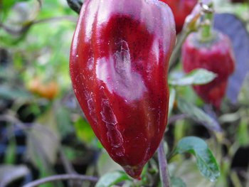 C BIO-Pflanze Chili leicht scharf Ancho