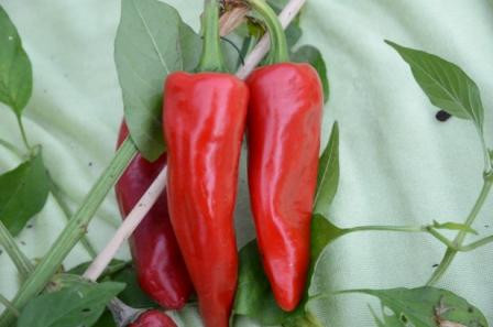 BIO-Pflanze Chili leicht scharf Pimient d'Espellete