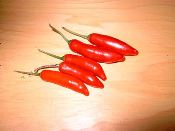 Thaichili  Chili sehr scharf BIO-Pflanze