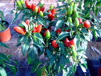 BIO-Pflanze Sibirischer Hauspaprika Chili  scharf