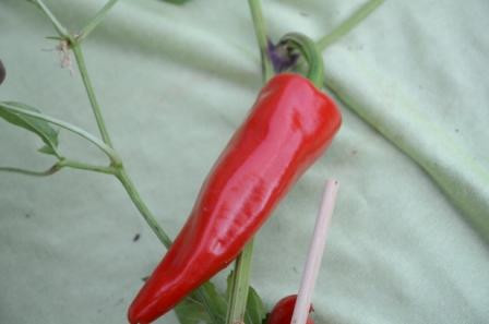 BIO-Pflanze Chili mittelscharf Taeyang Medium