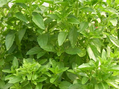 H3 BIO-Basilikum-Pflanze Fino Verde, Feines Grünes Pesto-Basilikum