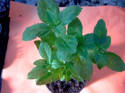 BIO-Pflanze Basilikum Strauch- Grüner Afrikaner (African Green)