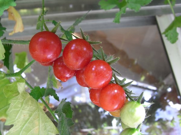 BIO-Pflanze Balkon-Tomate Ampeltomate Pendulina