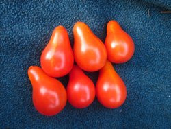 BIO-Pflanze Kirsch-Tomaten Rote Birne Alte Tomatensorte