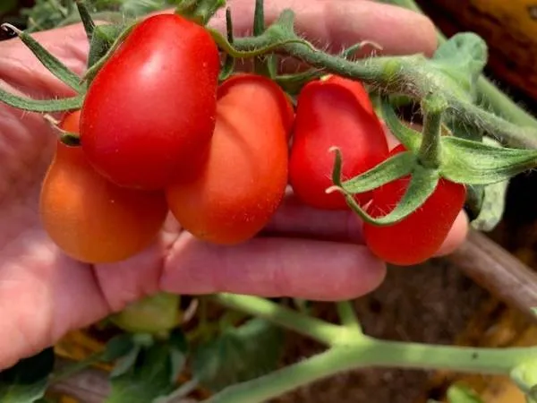 Busch-Eier-Tomate 'Saucy'