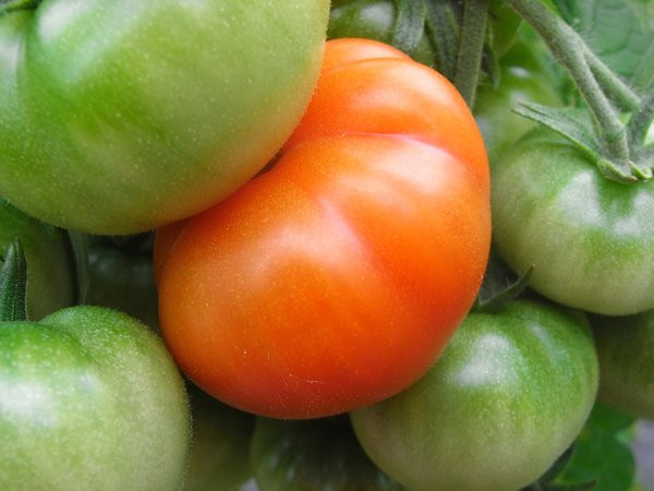 BIO-Pflanze Busch-Tomate Silbertanne Alte Tomatensorte