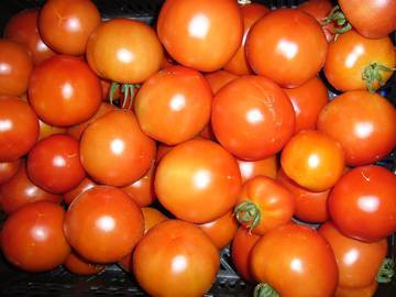 BIO-Pflanze Busch-Tomate Sub Arctic Plenty Alte Tomatensorte
