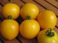 BIO-Pflanze Busch-Tomate Yellow Taxi Alte Tomatensorte