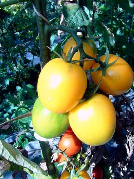 BIO-Pflanze Eier-Tomate DeBerao gelb Alte Tomatensorte
