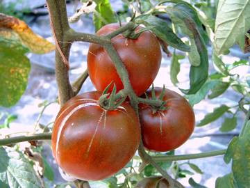 BIO-Pflanze Eier-Tomate DeBerao schwarz Alte Tomatensorte