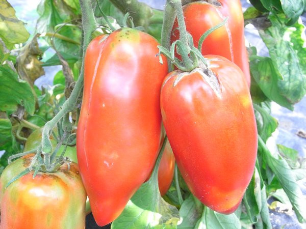 BIO-Pflanze Flaschen-Tomate Andenhorn Alte Tomatensorte