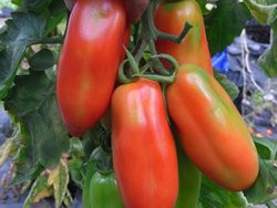 BIO-Pflanze Flaschen-Tomate San Marzano Alte Tomatensorte