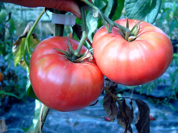BIO-Pflanze Fleisch-Tomate Brandywine  Alte Tomatesorte