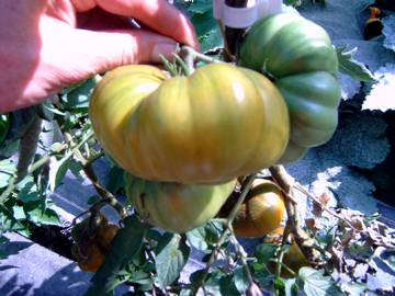 BIO-Pflanze Tomate Fleisch- Grüne Helarios BIO Alte Tomatensorte