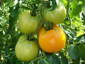 BIO-Pflanze Fleisch-Tomate Dills Gelbe Helene Alte Tomatensorte