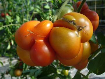BIO-Pflanze Fleisch-Tomate Reisetomate Alte Tomatensorte