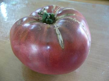 BIO-Pflanze Fleisch-Tomate Schwarzer Prinz Alte Tomatensorte